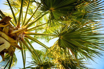 Obraz na płótnie Canvas Palm tree under blue sky. Vintage background.