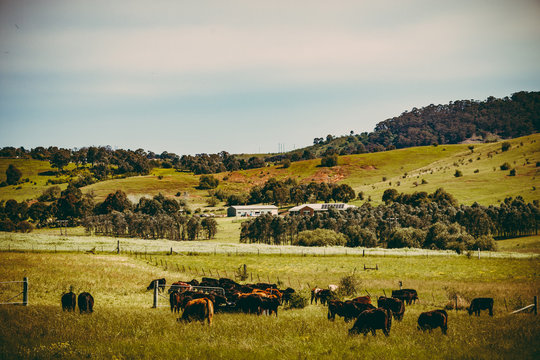 Coffee tone landscape of cattle farming, NSW, Australia