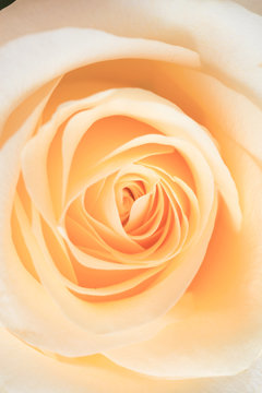 Abstract macro shot of beautiful pink rose flower.  Floral background with soft selective focus, shallow depth of field.
