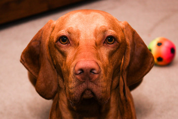 Hungarian Vizsla - Dog