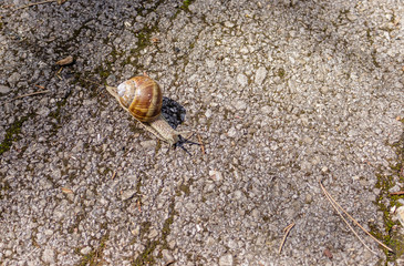 Big snail in shell crawling on the road