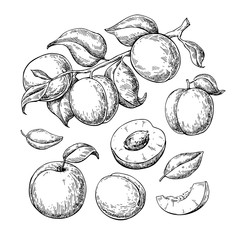 Apricot vector drawing set. Hand drawn fruit, branch and sliced  - 200002938
