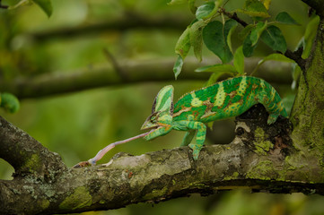 Obraz premium Veiled chameleon catching his prey on tree branch