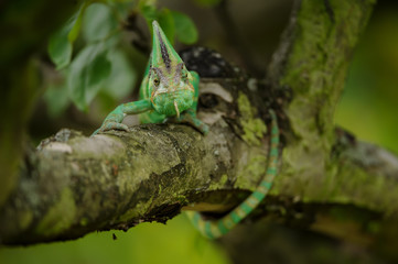 Yemen chameleon lizard.