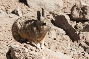 Southern Viscacha or Vizcacha (Lagidium Viscacia) in Siloli Desert - Bolivia, South America