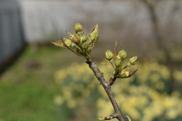Blossoming buds of pear tree. Dissolve kidney pears