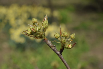 Blossoming buds of pear tree. Dissolve kidney pears
