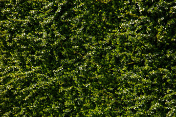 Nature green background. Layout made of green leaves