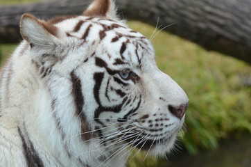 ホワイトタイガー