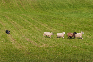 Obraz premium Herding Dog Lines Up Sheep (Ovis aries)