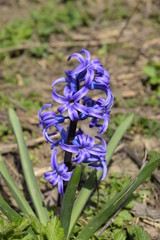 Hyacinth blooms in the garden. The hyacinth flower is blue.