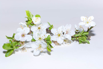 Fototapeta na wymiar Spring flowers and gifts