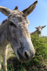 Donkey friends