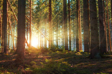 Magical sunrays in german coniferous forest