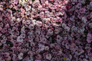 Purple Heuchera hybrid Obsidian, top view. Bright leaves of Heuchera in glasshouse. Decorative...