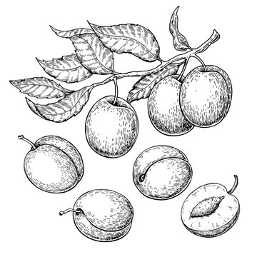 Plum vector drawing set. Hand drawn fruit, branch and sliced pie