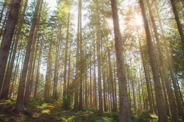 Fototapeta na wymiar Magical sunrays in german coniferous forest