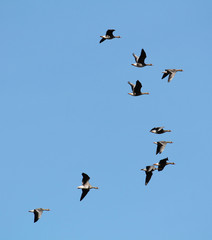 Flock of flying wild Greater white-fronted geese (Anser albifrons) against cloudy sky