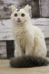 White cat for adoption with gray tail sitting looking at the camera