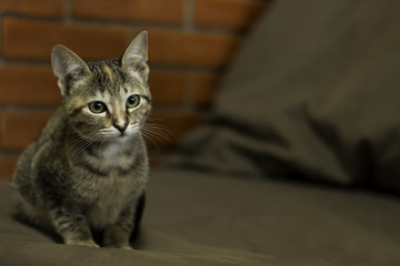 Little kitten sitting on sofa with brick wall background.&nbsp;Copy Space.