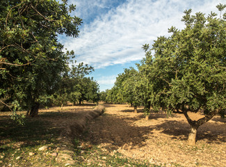 Fototapeta premium several images of the carob trees