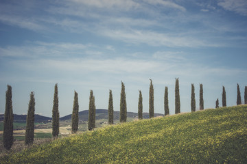 Country landscape with a row of cypress trees.