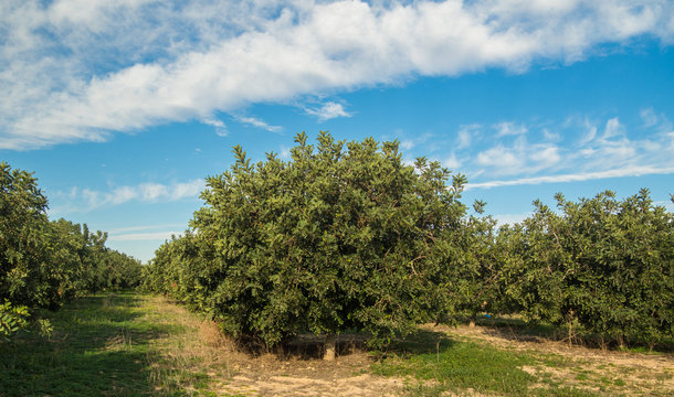 several images of the carob trees
