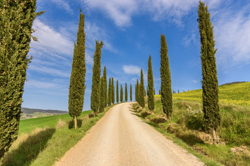 Country landscape with a row of cypress trees.