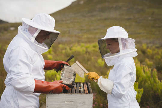 Beekeepers examining honeycomb frame at apiary
