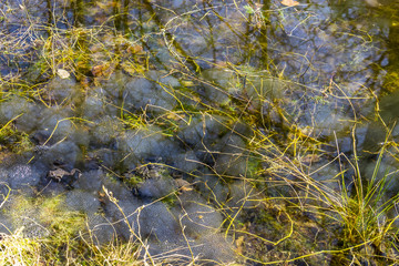 frog spawn during spring time in small forest pond