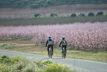 Melocotoneros en flor