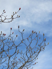Brunchs with the blue sky