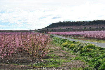 Melocotoneros en flor