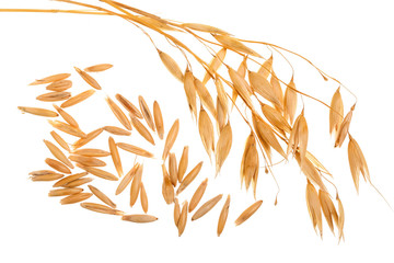 oat spike with grains isolated on white background