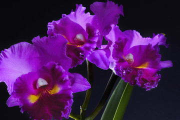 Three beautiful purple orchids