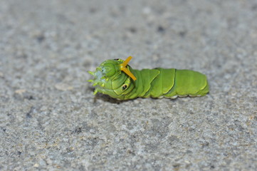 The larva of a butterfly