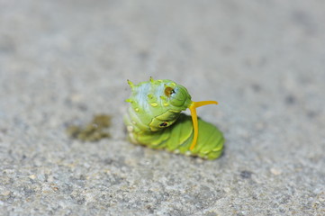 The larva of a butterfly