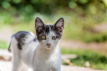 Black and white kitten with a blurred background