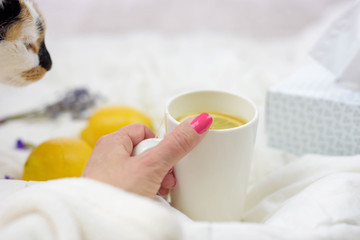 Closeup of woman's hand holding tea in bed with a cat