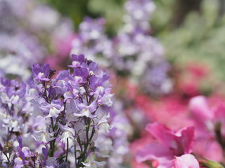 きれいに咲く紫色の花