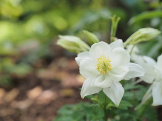 きれいに咲く白い花