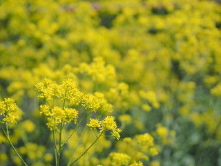 Obraz premium きれいにたくさん咲く黄色の花