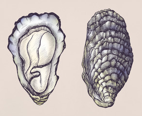Hand drawn oyster salt-water bivalve © Rawpixel.com