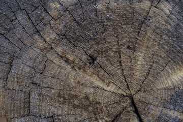 Fototapeta premium Old wood texture. Abstract background with natural wood pattern. Close-up.