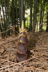 Tokyo,Japan-April 9, 2018: Bamboo shoot or bamboo sprout just appeared above the soil in spring.