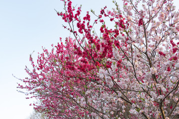 色とりどりの美しい花桃