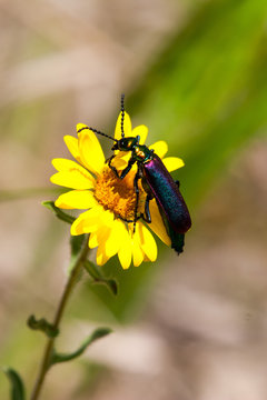 Blister Beetle On A Flower