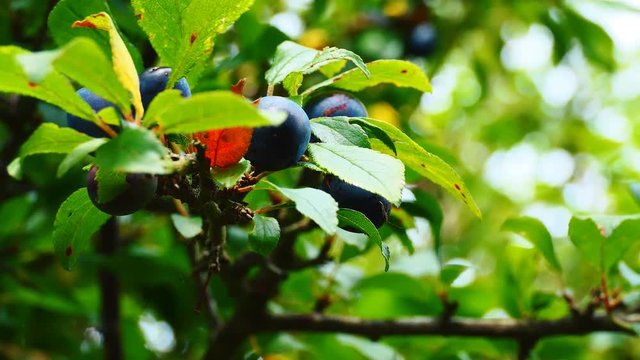 Wild black berries on a branch. Britain.