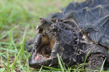 Alligator snapping turtle on the grasses