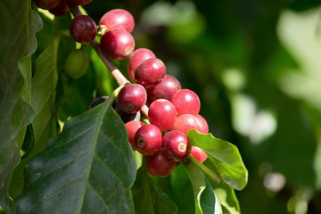 Close up Fresh organic red coffee cherries, raw berries coffee beans on coffee tree plantation with sunlight in Doi Chang, Chiang Rai, Thailand